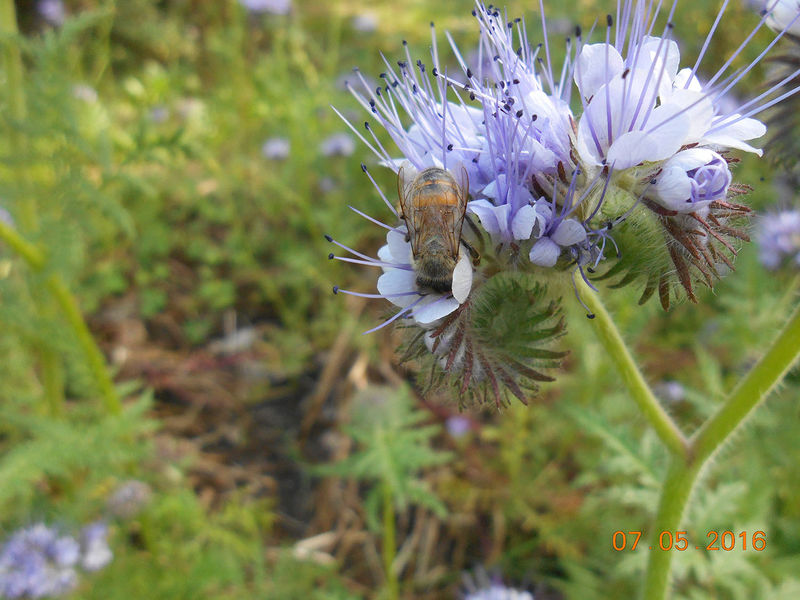 La ruche Trobas Vieilbuc